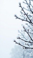 Obraz premium Snow-covered branches against a bright and clean white backdrop, minimalist, frozen
