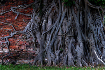 big ancient old tree roots trunk cover the old crack brick wall with some cement part of vintage wall with green grass on the floor in morning during way to natural park