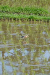 Silent Hunter of the Paddies: Witness the Java Pond Heron's Stealthy Beauty