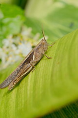 Grasshopper Explores The Lush Canvas of a Vibrant Green Leaf