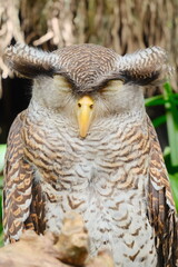 A Collector's Guide to the Most Stunning Owl Species 