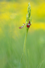 The beautiful Fly Orchid (Ophrys insectifera)	