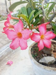 pink orchid in a pot