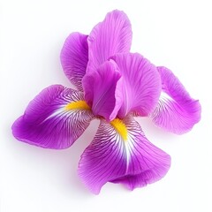 Close-up Purple Iris Blossom
