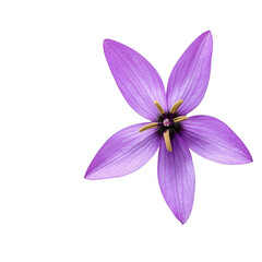 Fototapeta premium A vibrant purple flower with delicate petals and intricate details, elegantly isolated on a white background for a striking appearance.