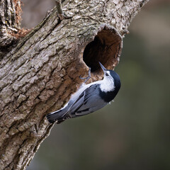 Male white-breasted nuthatch Sitta carolinensis peering into its nesting cavity