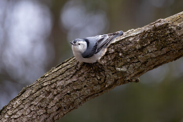 Female white-breasted nuthatch Sitta carolinensis perched on a branch
