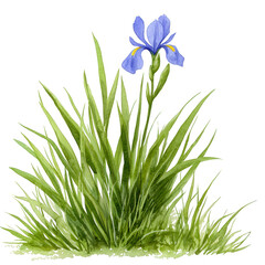 An illustration of a beautiful blue iris flower, surrounded by lush green grass, set against a white isolate background.