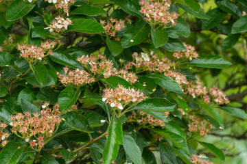 Close-up of flowering shrub of Carrieri hawthorn with clusters of small, delicate white and pink blossoms amidst vibrant green leaves. Ornithological park is located in Adler (Sirius).