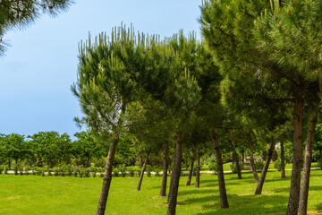 Obraz premium Ornithological park is located in Adler (Sirius). Tranquil landscape with tall, slender Pinus pinea trees growing on green lawn under clear blue sky and evoking sense of calm and natural beauty.