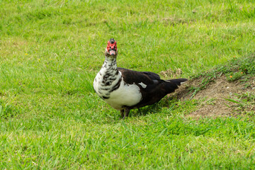 Muscovy duck with its distinctive red head and black and white plumage walks through lush green field surrounded by tall plants and grass in the Adler (Sirius) Bird Sanctuary. Close up.