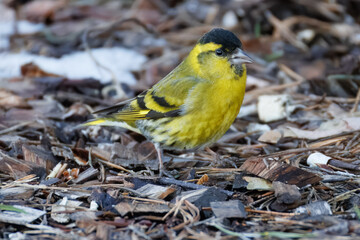 A male Eurasian siskin stands on the forest floor perpendicular to the camera lens on a cloudy...
