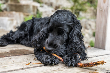 cocker