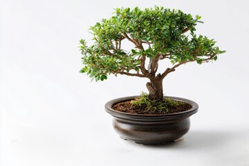 Bonsai tree in small pot with lush green leaves displayed on white background