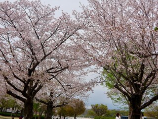 Beautiful cherry blossom tunnel and cherry trees on both sides