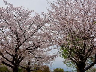 Beautiful cherry blossom tunnel and cherry trees on both sides