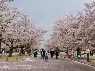Fototapeta premium Beautiful cherry blossom tunnel and cherry trees on both sides of the road