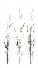 Elegant trio of tall green grasses isolated against a stark white backdrop