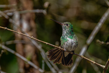 A small, sparkling hummingbird sits on a thin branch