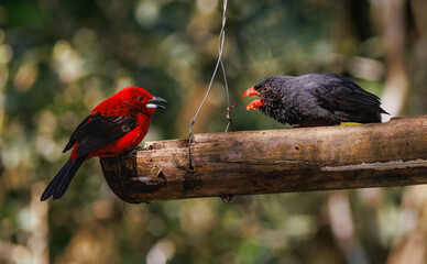 Two colorful birds are having a heated argument at the bird feeder