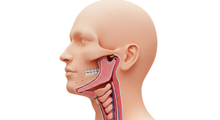 Isolated Human Head Anatomy