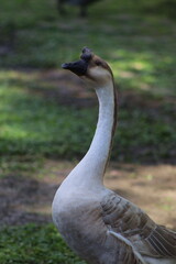 Obraz premium Swan Goose