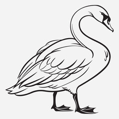 exclusive swan line art vector illustration