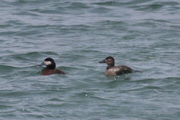 Ruddy duck flock at Harbour in springtime, males and females, swimming, feeding, preening