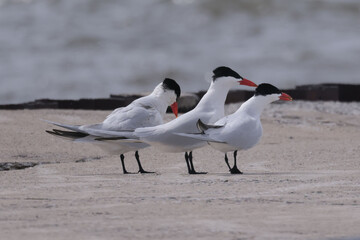 First Caspian Terns of season on breakwall of beach in overcast day