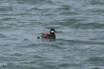 Ruddy duck flock at Harbour in springtime, males and females, swimming, feeding, preening