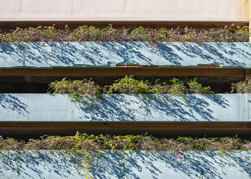 Red and Green Bougainvillea Growing in Light Blue Planters on a High Rise Parking Garage.