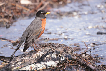 Robin at waterfront with mud on body picking up vegetation and mud to make a nest in spring