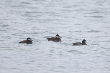 Ruddy duck flock at Harbour in springtime, males and females, swimming, feeding, preening