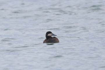 Ruddy duck flock at Harbour in springtime, males and females, swimming, feeding, preening