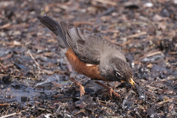 Robin at waterfront with mud on body picking up vegetation and mud to make a nest in spring