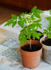 Pomidory, sadzonki przygotowane do zasadzenia w ogrodzie, doniczki plastikowe, rozsada przygotowana w domu do uprawy. Ekologiczne pomidory rosną w doniczkach.