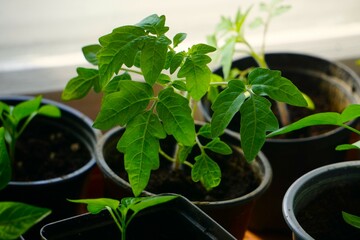 Pomidory, sadzonki przygotowane do zasadzenia w ogrodzie, doniczki plastikowe, rozsada przygotowana w domu do uprawy. Ekologiczne pomidory rosną w doniczkach.