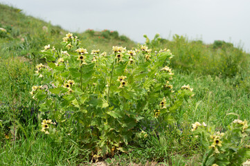 Belina bush is a poisonous plant of the nightshade family. A dangerous wild poisonous plant.