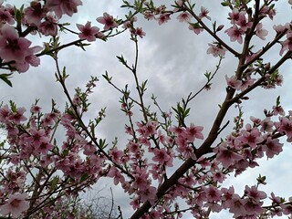 sakura is blooming - time to put everything aside and admire