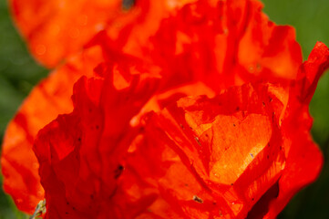 extreme close-up of red poppy petals in bloom. Dew drops on a wild poppy petal during blooming. Scarlet flowers