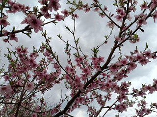sakura is blooming - time to put everything aside and admire