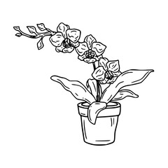 orchid plant in pot line art