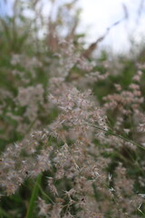 white grass in the wind