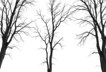 Dead, dry, gray, leafless trees against white background,  silhouette,  natural