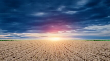 Naklejka premium Field with rows extends towards the sun, cloudy sky background. Rural, outdoor