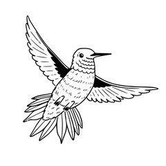 detailed flying hummingbird vector illustration
