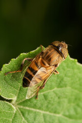 closeup view of tiger fly resting on green