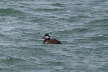 Ruddy ducks in sppring in a flock on the lake