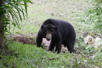 Malayan Sun Bear (Helarctos malayanus) in the nation park at Thailand.