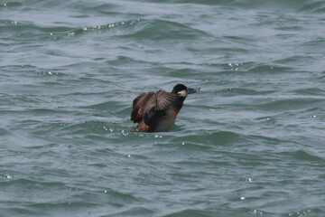 Obraz premium Ruddy ducks in sppring in a flock on the lake